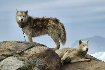 Click to get this image from alamy
