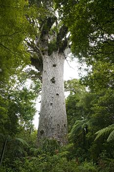 Click to get this image from alamy