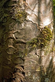 Click to get this image from alamy