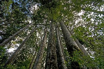 Click to get this image from alamy