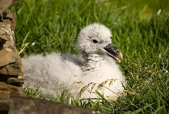 Click to get this image from alamy