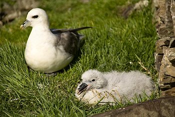 Click to get this image from alamy