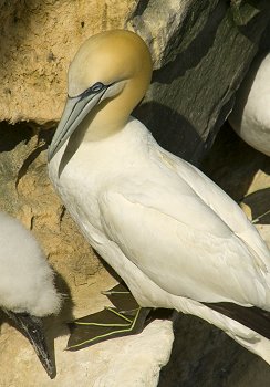 Click to get this image from alamy