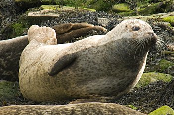 Not available at alamy