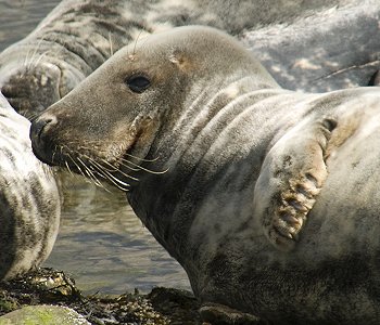 Not available at alamy