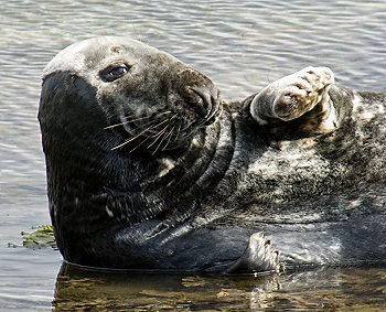 Not available at alamy