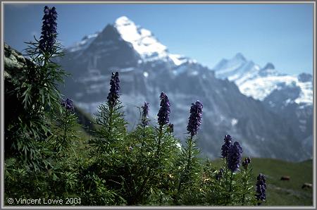 switz04.jpg