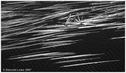 reeds02.jpg